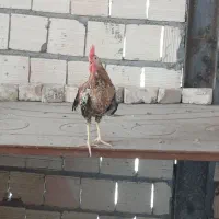 تعویض خروس با مرغ