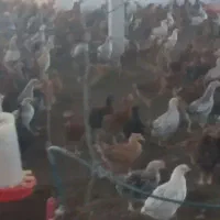 جوجه مرغ 3نیم ماهه
