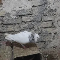 کفتر|پرنده|چناران, |دیوار