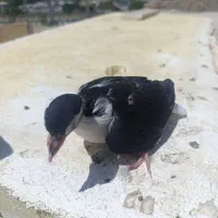 کفتر