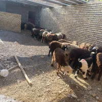 بره
