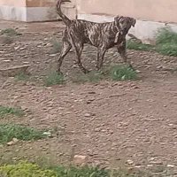 سگ سرابی نرجوان