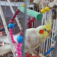 عروس هلندی نر لوتینو ۹ماهه بالغ