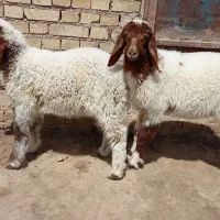 دو عدد بره عراقی نر وماده