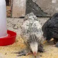 نیمچه برهما