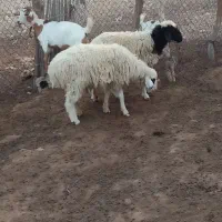 فروش بره نر محلی قیمت دونه ۱۵