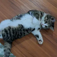 واگذاری رایگان گربه خانگی