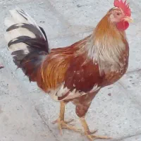 خروس عربی