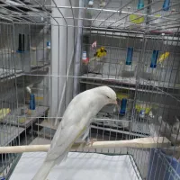 قناری جوجه رسمی بلند موزایکی نر ماده