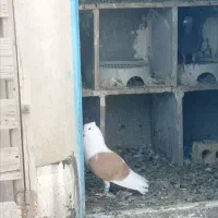 کفتر قلدر