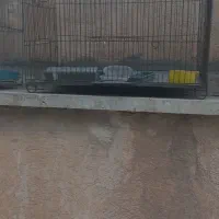 قفس پرنده