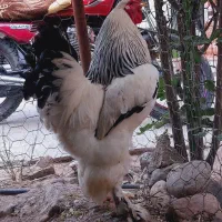 جوجه برهما امپراتور اصل