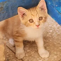 سه عددبچه گربه خانگی