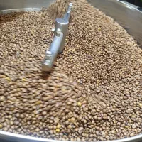 فروش دانه قهوه رست شده با کیفیت بالا