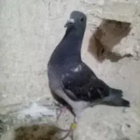 جوجه یولک المانی