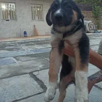 سگ قهدریجانی ژرمن
