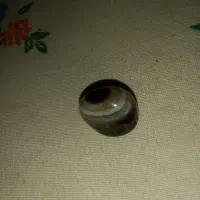 مهره معاوضه باکبوتر سفید اراکی