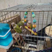 پرنده سبز طوطی گنچینک