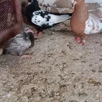جفت گاه سینه