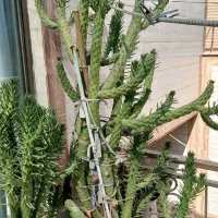 کاکتوس گل گیاه گلدان