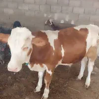 گوساله نر