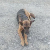 سگ نگهبان