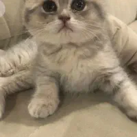 گربه اسکاتیش