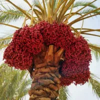 خریدار خوشه خرما مضافتی هستم
