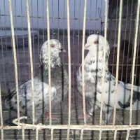 ی جفت سوسکی سو قدیمی