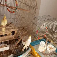 عروس هلندی