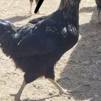 دو تا خروس