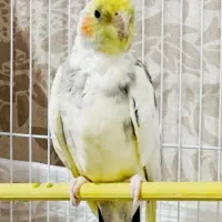 عروس هلندی