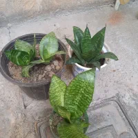 گل فروشی سانسفوریا بزرگ کوچک.