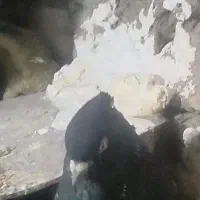 سینه سیاه نر
