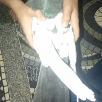 کفتر سینه سیاه