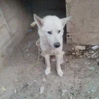 سگ هاسکی سفید