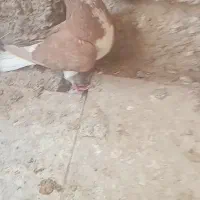 کفتر خشرنگ رنگی دورگ