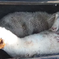 فروش دو راس میش جوون و سرحال وزن بالا