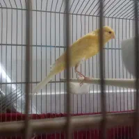 قناری جوجه کشیده بلندطلای
