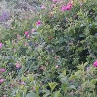 گل محمدی خوش رنگ خوش بو