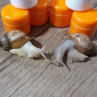 صابون کرم روغن حلزون
