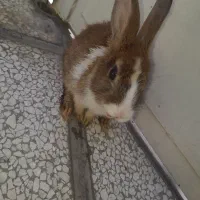 خرگوش