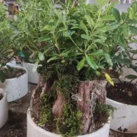 بنسای میخک