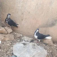 کبوتر یا کفتر خوشرنگ سیاه