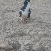 کبوتر
