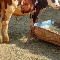 گوساله نر دورگ