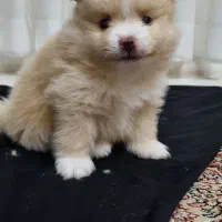 واگذاری عروسک سگ پامر