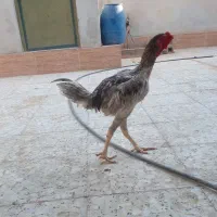 خروس لاری