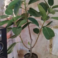 گل طبیعی همه قیمت مناسب