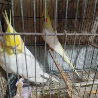 عروس هلندی مولد